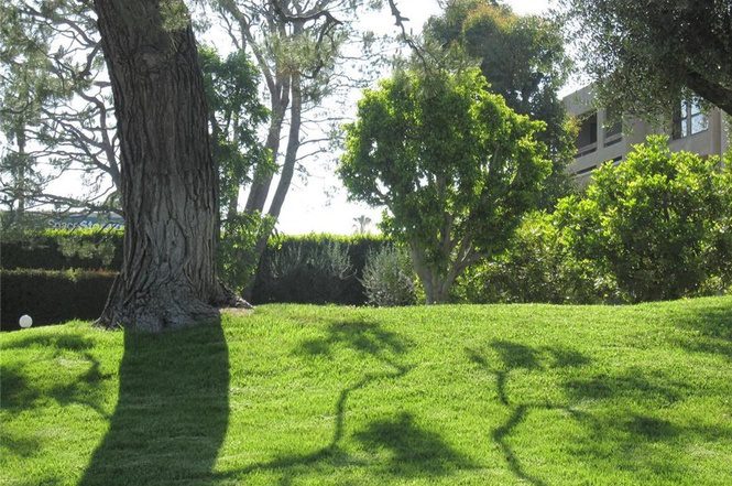 A grassy area with a tree in the background.